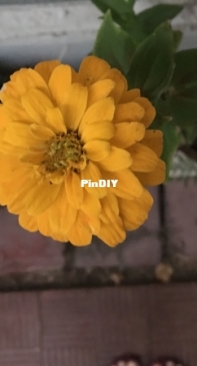 New Zinnias