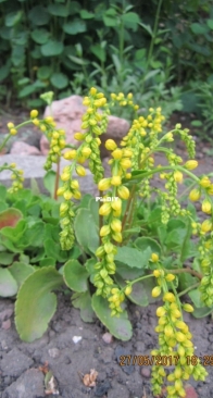 Chiastophyllum oppositifolium