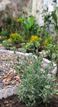 How did I build a garden all by myself - 7