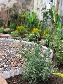 How did I build a garden all by myself - 7
