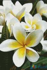 Artecy Cross Stitch - Frangipani 1