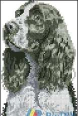 DMC BK137 Springer Spaniel