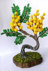Beaded acacia