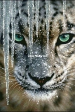 Bozenka 1001 - Snow Leopard 250