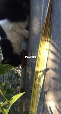 eating outside