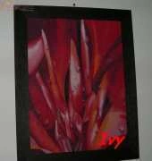 Canna with waterdrops - "My madness"
