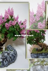 Lilac "Indigo Moon"