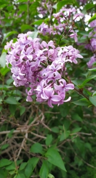 Syringa