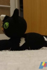 Kolibri71- Lying cat