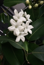 blooming stephanotis