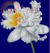 DMC APH2 White orchid