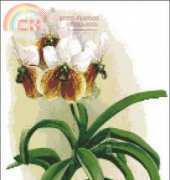 PinoyStitch - Orchid - FREE