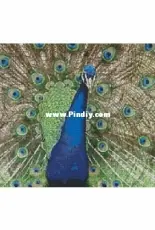 Artecy Cross Stitch - Peacock Display