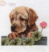 Labrador Puppy