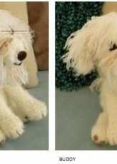Maltese Cross Puppy