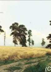 Golden Kite GK 1649 - Rye