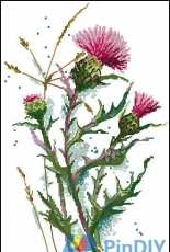 Panna C-1893 - Thistle