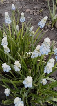Spring flowers