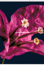 Better Cross Stitch - Bougainvillea - Free