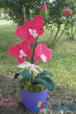 Orchidea rosa
