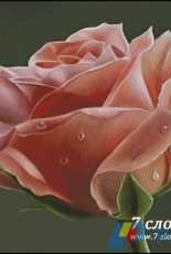 7 Elephants (7 слоников) 002 - Pink Rose