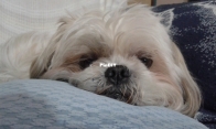 Puppy's Day