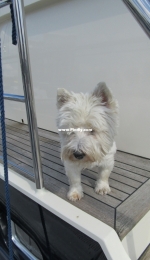 My Westie