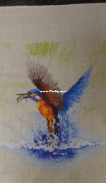 Kingfisher in flight