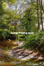Este 051 Forest stream