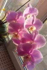 orchid