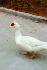 duck having a walk