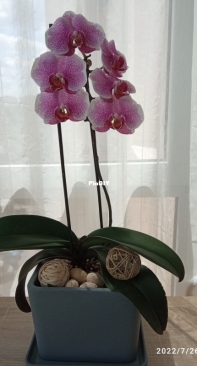Pandora orchids first home bloom