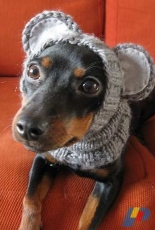To Humiliate the Dog by Amoena Online/The Yarn-Loving Couple-Free