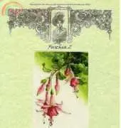 Dimple Design- Fuschia 2