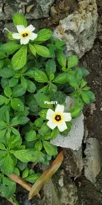From my garden