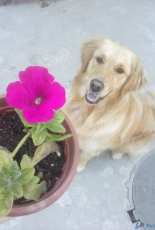 Golden retriver Adel