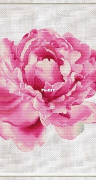 Peony by Morra Marran