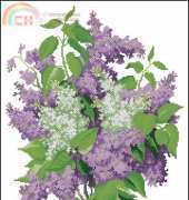 Bunch of White and Purple Lilacs