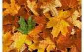 Kreuzstich Kreativ - Autumn Leaves