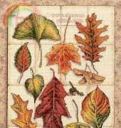 Dimensions 35014 Leaves of Autumn