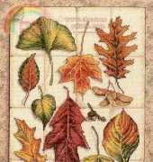 Dimensions 35014 Leaves of Autumn