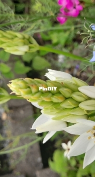 New flowers in my garden