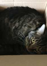 A cat magnet