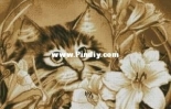 Florist amateur by Yushchuk/Mully  XSD