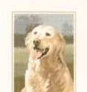 Heritage Stitchcraft JSGR419 Golden Retriever by John Stubbs