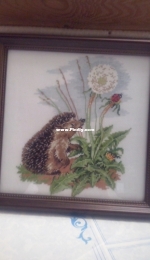Curious hedgehog