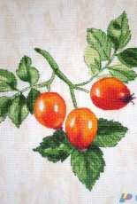 Stitch Designs - Rosehips by Larisa Slobodyanik - Free