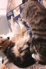 My dog and my cat