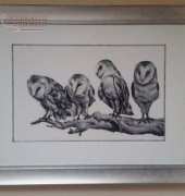 barnowls