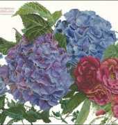 Thea Gouverneur TG 442 Hydrangea and Rose xsd